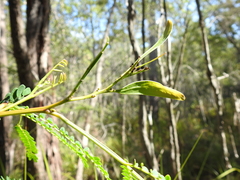 Acacia attenuata