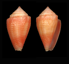 Conus axelrodi