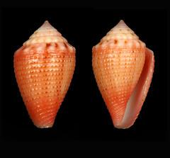 Conus axelrodi