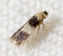 Stigmella nigriverticella