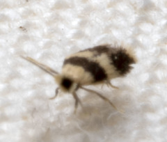 Stigmella nigriverticella