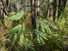 Acacia attenuata