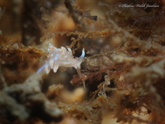 Dondice freddiemercuryi