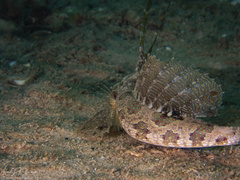 Dactylopus dactylopus