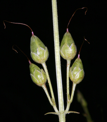 Penstemon floridus floridus