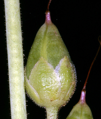 Penstemon floridus floridus
