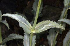 Penstemon floridus floridus