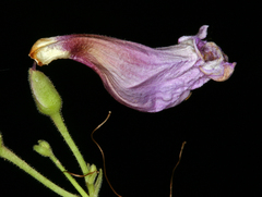 Penstemon floridus floridus