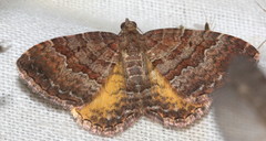 Chrysolarentia bichromata