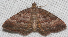 Chrysolarentia bichromata