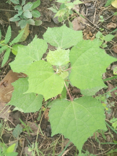 Chinese Bur