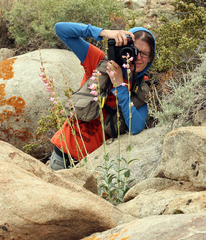 Penstemon floridus floridus