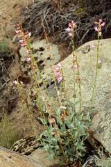 Penstemon floridus floridus