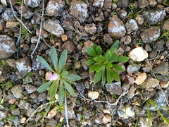 Lewisia brachycalyx