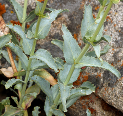 Penstemon floridus floridus