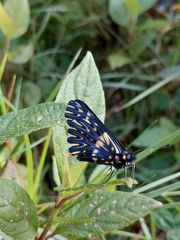 Catasticta teutila