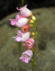 Penstemon floridus floridus