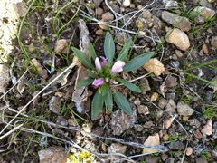 Lewisia brachycalyx