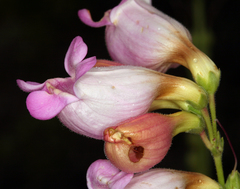 Penstemon floridus floridus