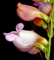 Penstemon floridus floridus