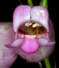 Penstemon floridus floridus