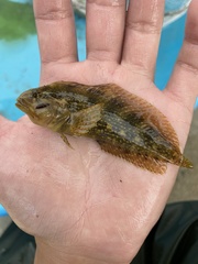 Chasmodes bosquianus