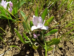 Lewisia brachycalyx