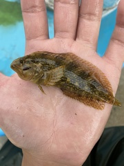 Chasmodes bosquianus