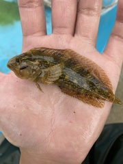 Chasmodes bosquianus