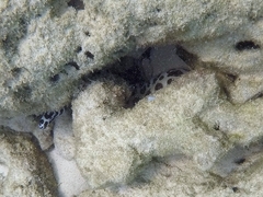 Gymnothorax favagineus