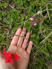 Glandularia peruviana