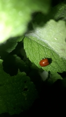 Chrysolina polita