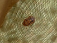 Sciocoris pallens