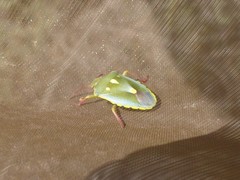 Brachynema purpureomarginatum triguttatum