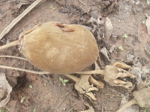 African baobab