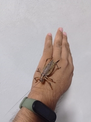 Ancistrocercus circumdatus