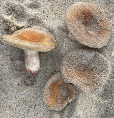 Russula ventricosipes