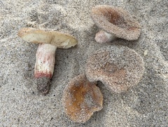 Russula ventricosipes
