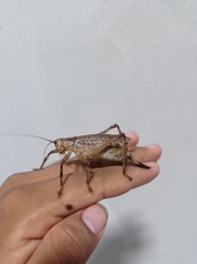 Ancistrocercus circumdatus