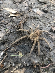 Ancylometes concolor