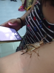 Ancistrocercus circumdatus