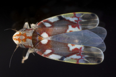 Erythroneura elegans