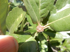 Andricus quercusfoliatus