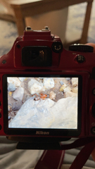 Formicidae