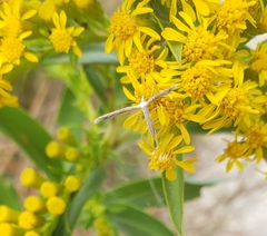 Lioptilodes albistriolatus