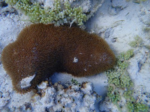 Polyphyllia talpina
