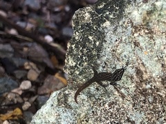Sphaerodactylus argus