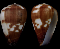 Conus babaensis