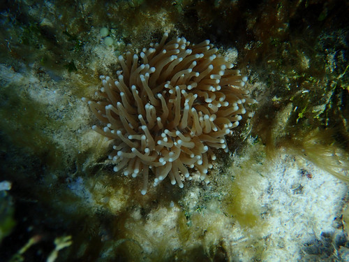 Heliofungia actiniformis