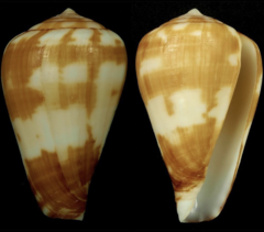 Conus babaensis